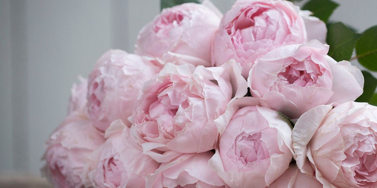 Rose Peony Pink