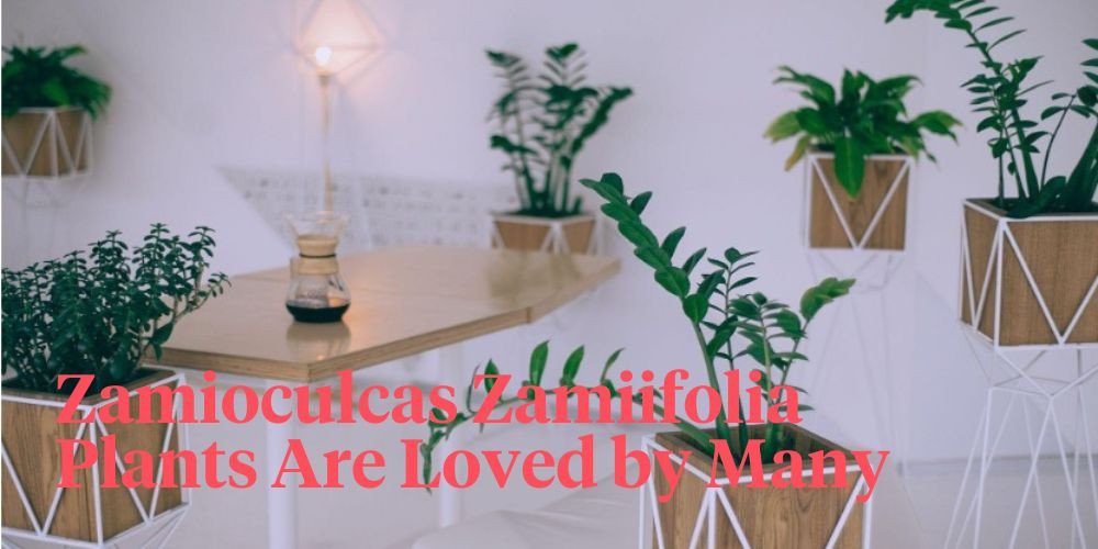 3 удивительных преимущества Zamioculcas Zamiifolia в вашем доме