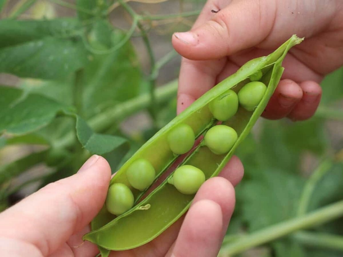 Snap peas are one of the 7 easy plants for kids to grow on Thursd