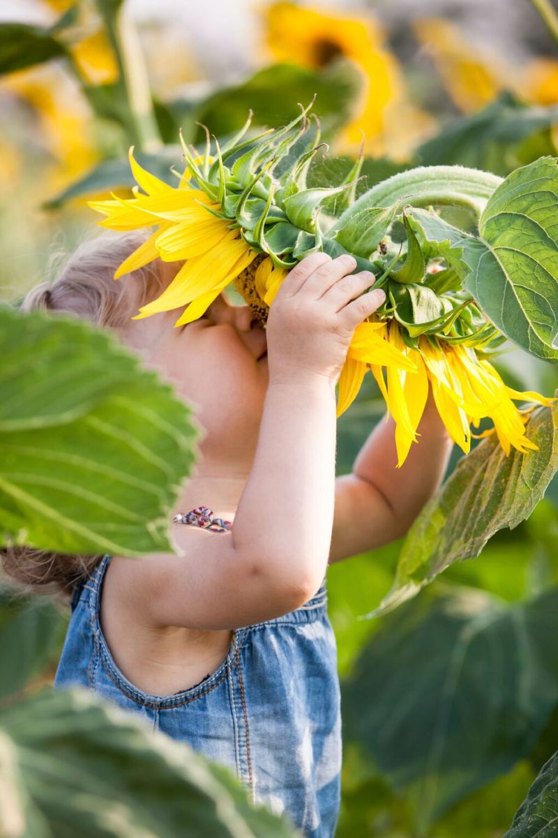 Sunflowers are an easy to grow plant for kids on Thursd