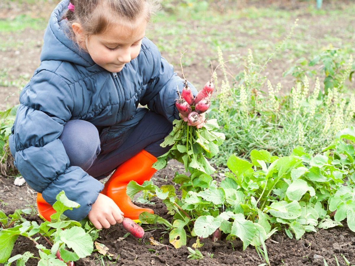 Easy planting radishes are a great activity for children on Thursd