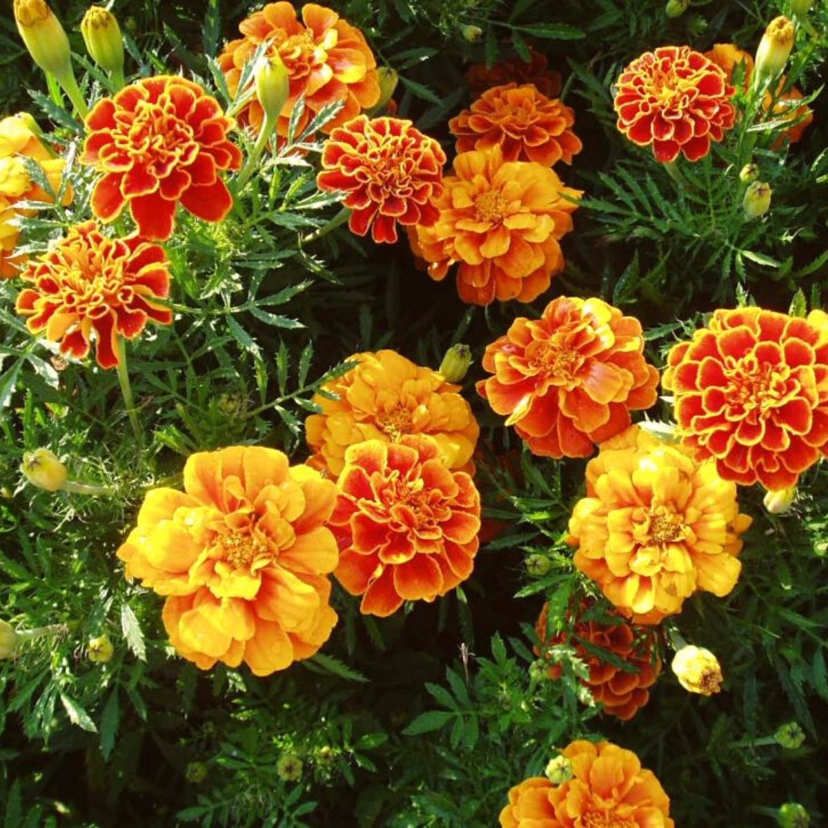 Marigolds for children are one of the seven easy to grow plants on Thursd
