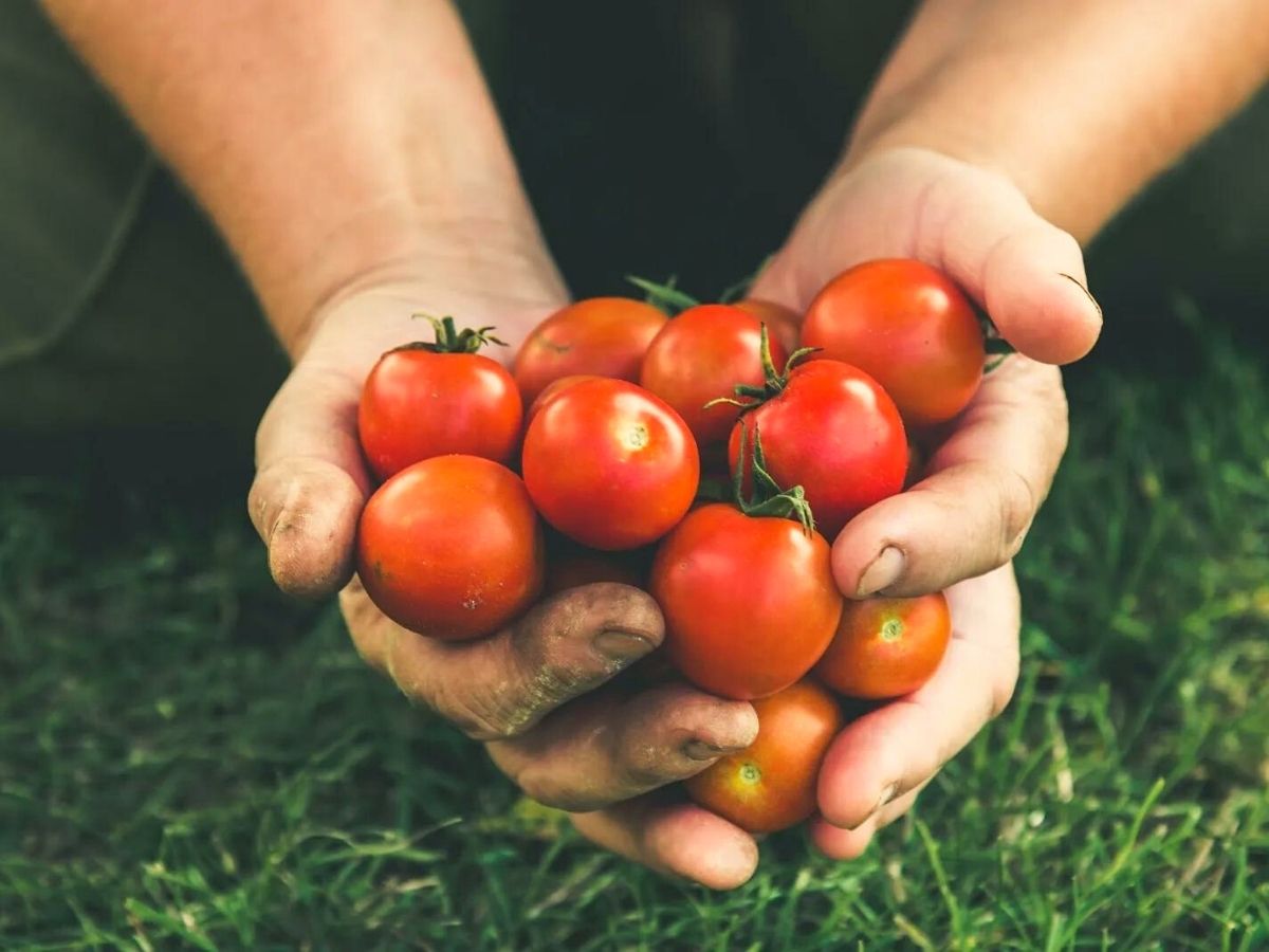 7 easy plants for kids to grow in garden includes cherry tomatoes on Thursd