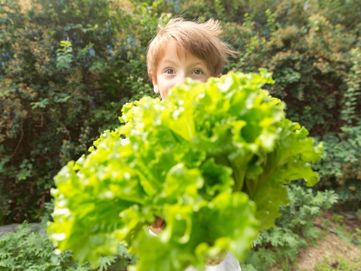 Kids planting lettuce on Thursd