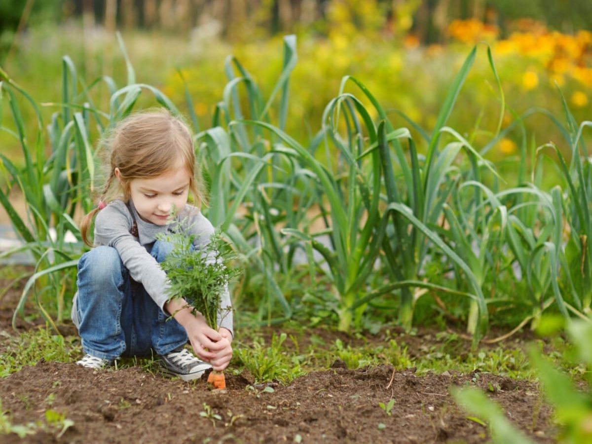 Planting carrots is a great activity for kids on Thursd