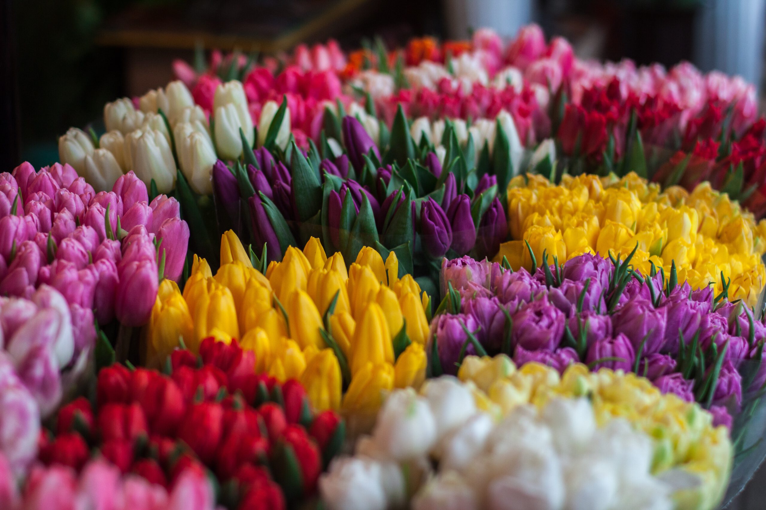 7 Flowers for International Women’s Day Tulips