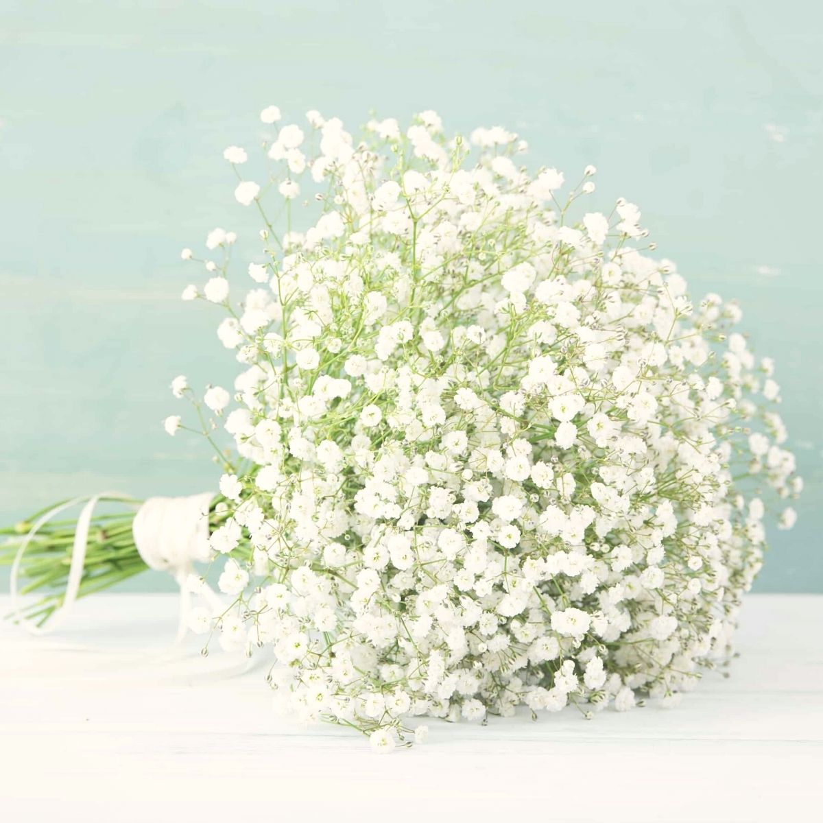 There are a few babys breath colors to choose from on Thursd
