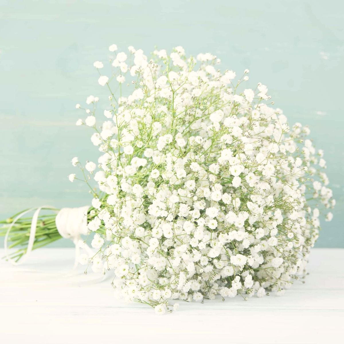 Gypsophila Aka Baby’s Breath Is the All Time Favorite Filler Flower