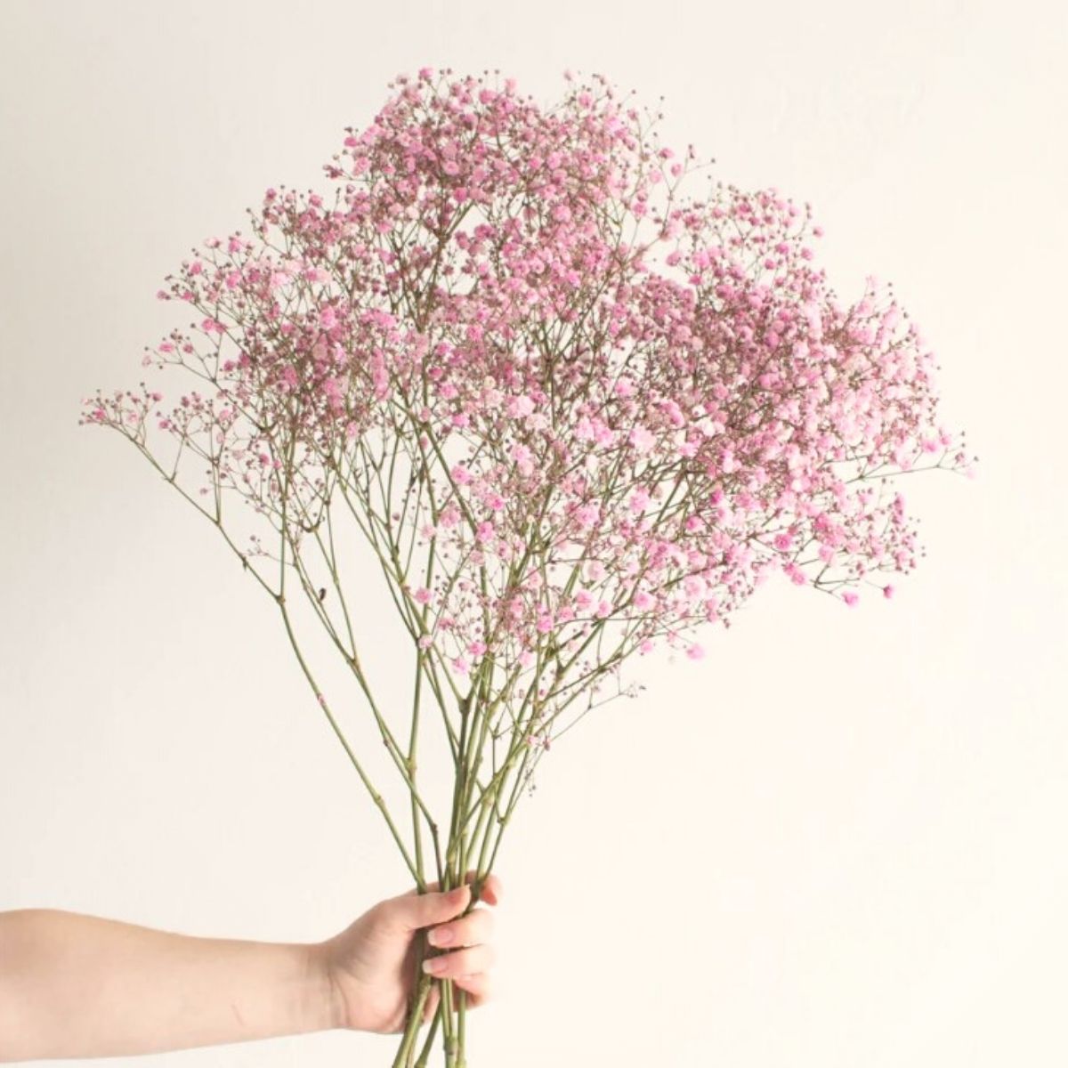 Gypsophila Aka Baby's Breath Is the All Time Favorite Filler