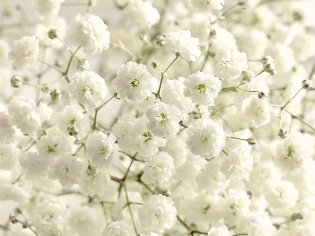 Baby's breath gypsophila on blue background with shadow 7061580 Stock Photo  at Vecteezy