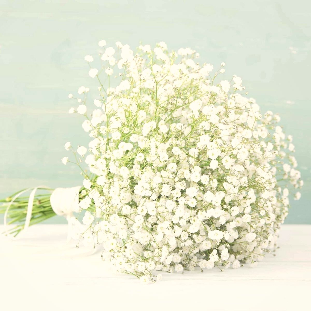 gypsophila-aka-babys-breath-is-the-all-time-favorite-filler-flower-featured