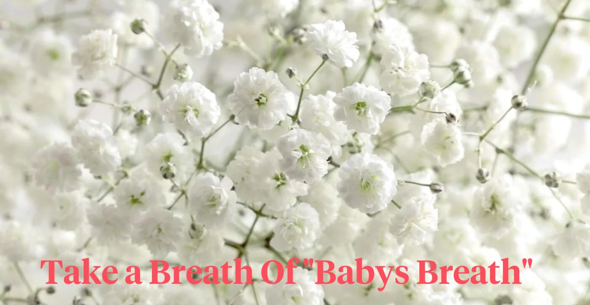 Babys breath header on Thursd 