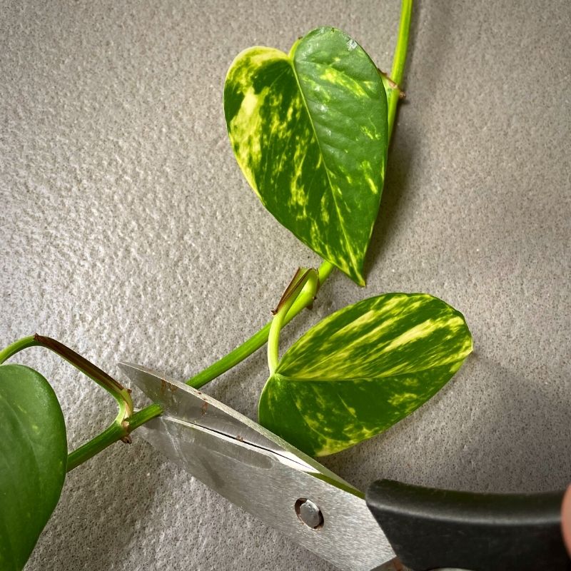 Golden pothos cutting for propagation