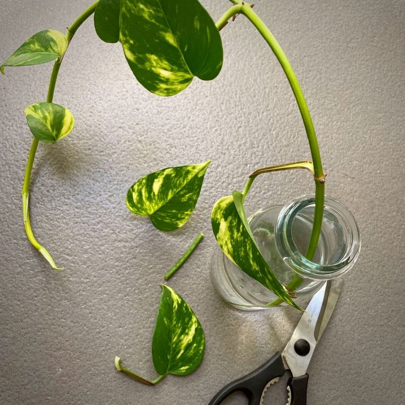 Golden pothos cutting in water for propagation