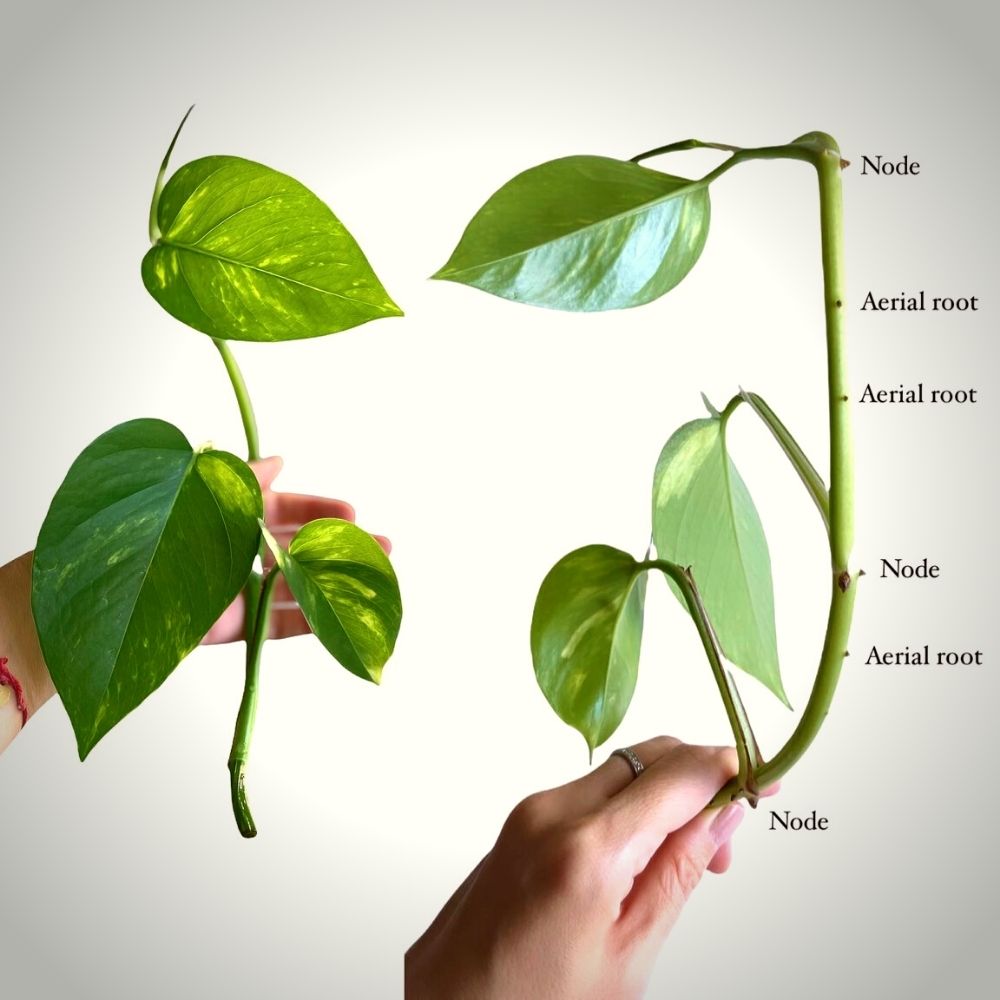 Propagating Pothos: Step By Step Guide (with Photos), 55% OFF