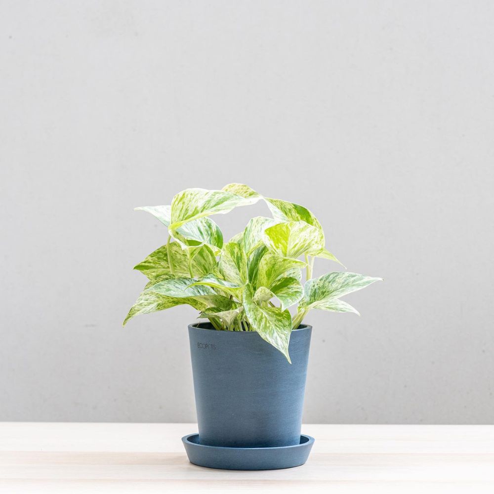 Pothos Marble Queen