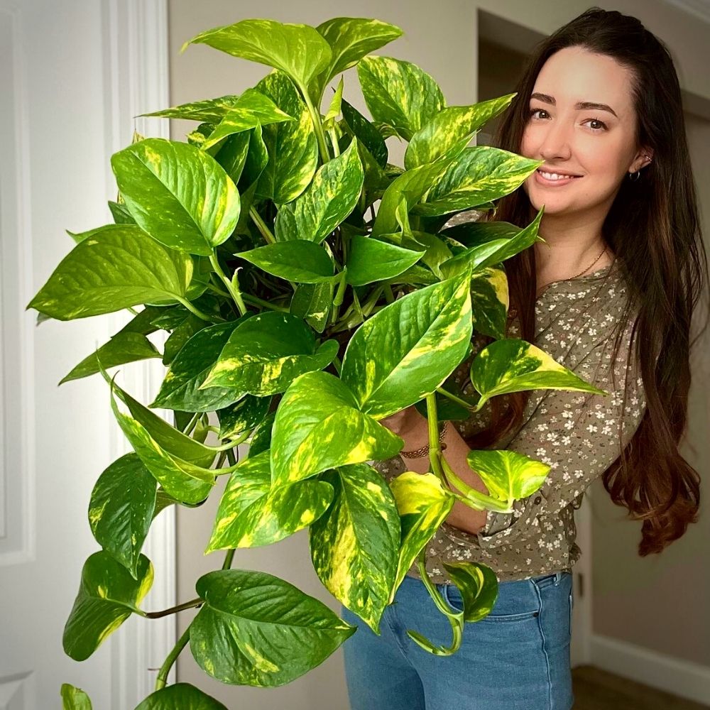 Golden Pothos with woman