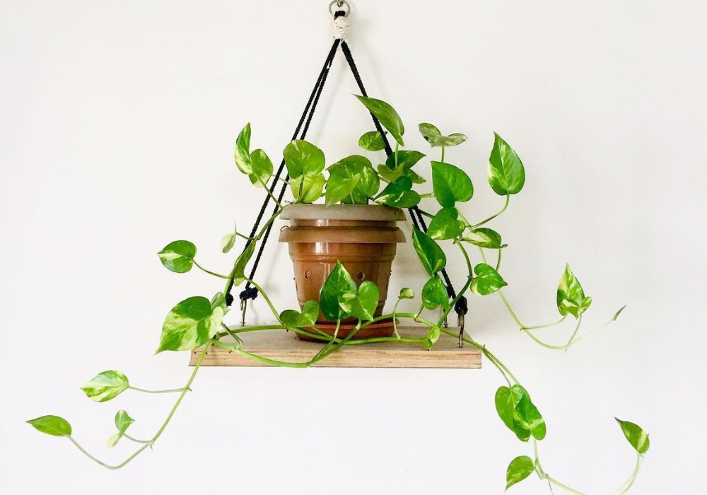 Pothos aka Epipremnum Aureum