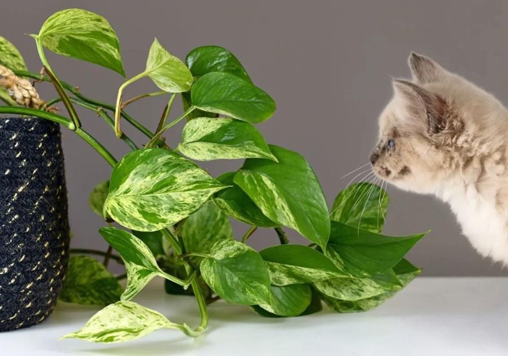 Pothos poisonous for animals