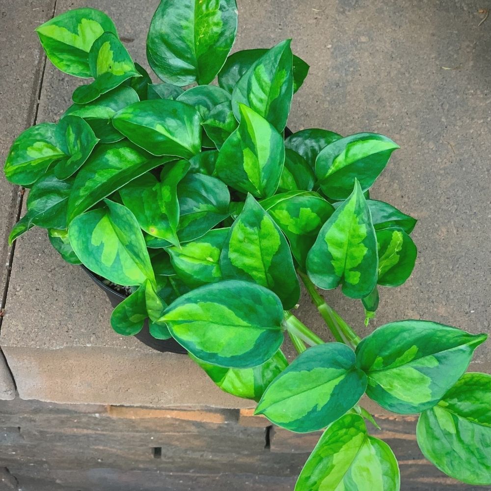 Global Green Pothos