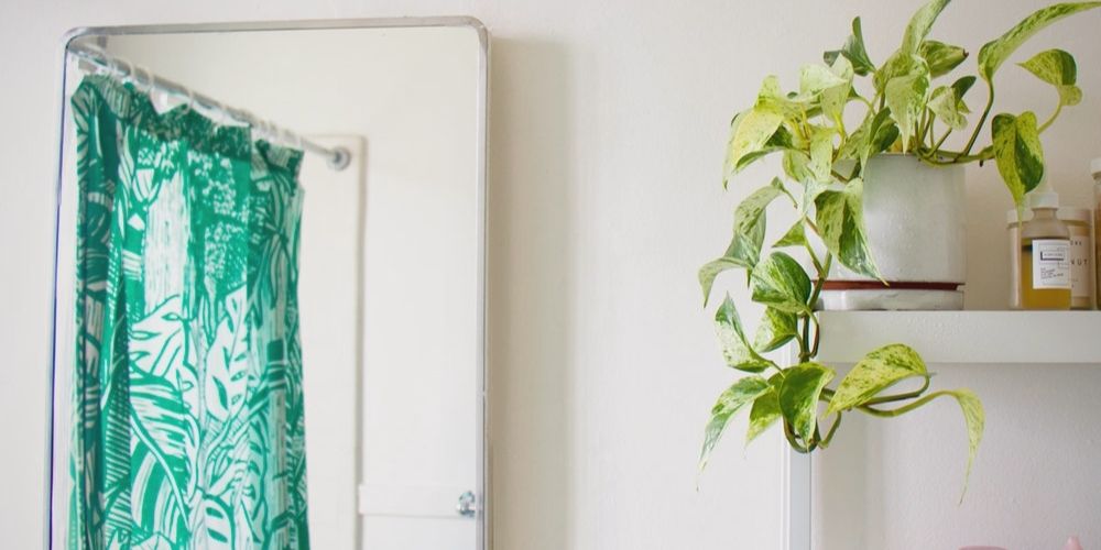 Golden Pothos in Bathroom