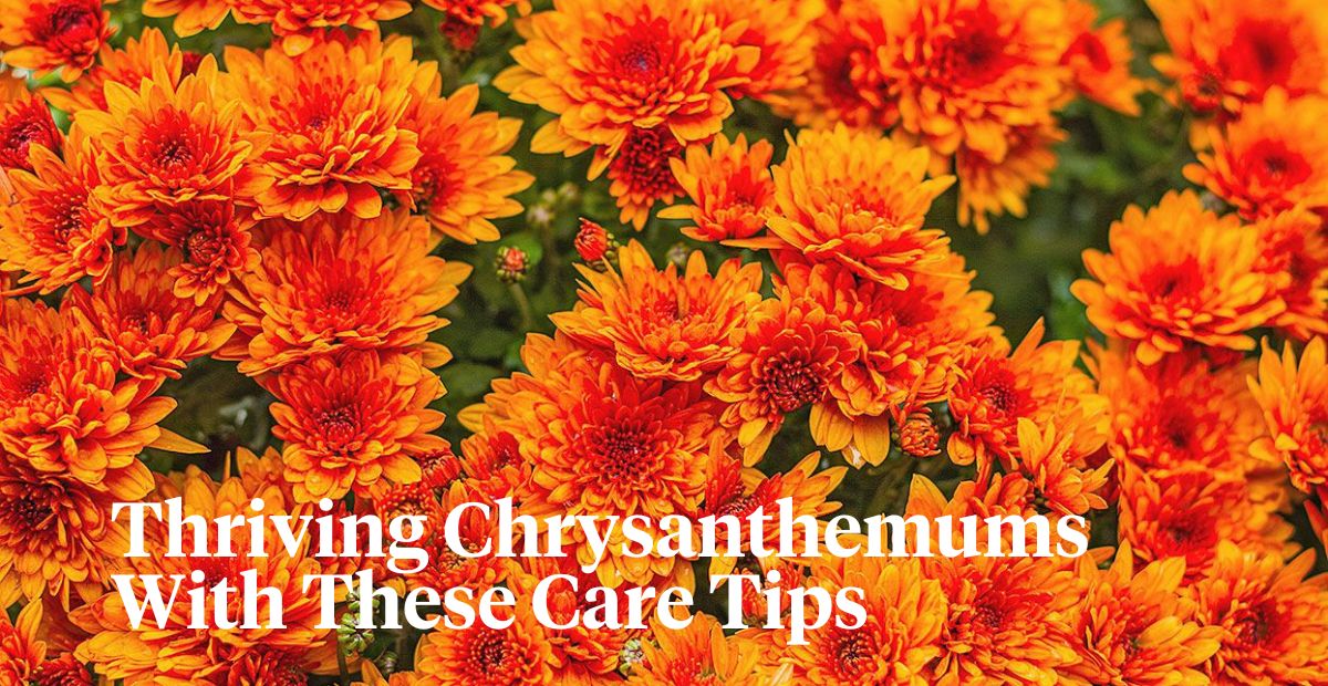 Chrysals tips to see chrysanthemums thrive header on Thursd 