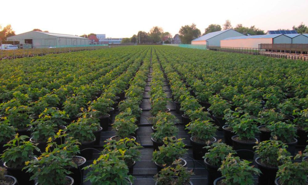 Mediaverdi - Viburnum Opulus in containers outside 