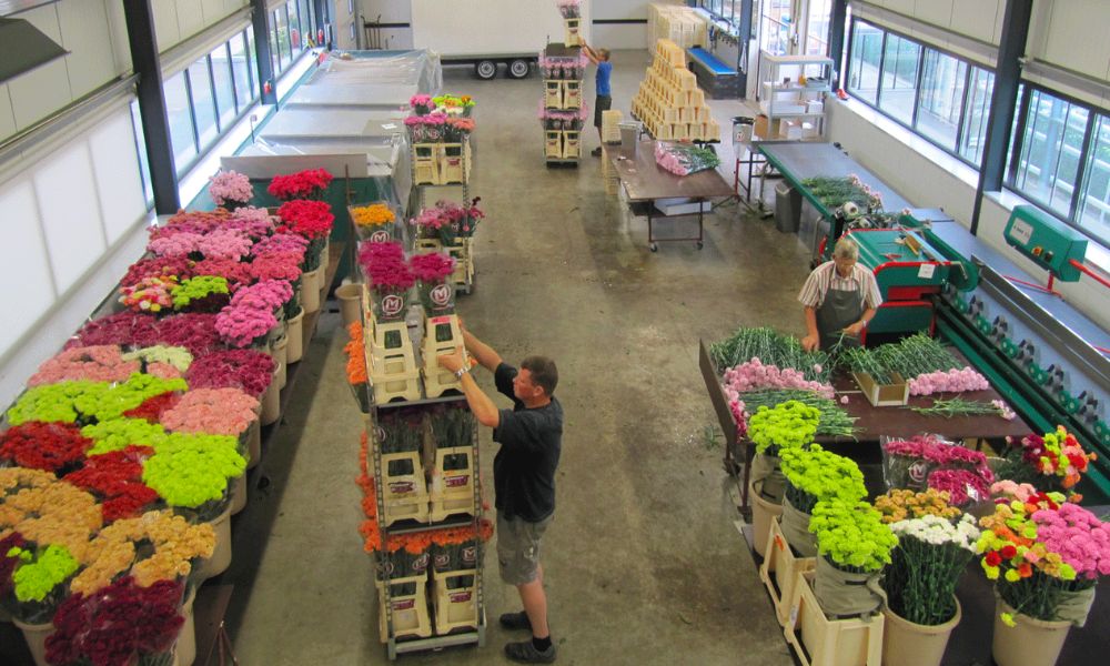 Mediaverdi - Preparing the flowers for transport