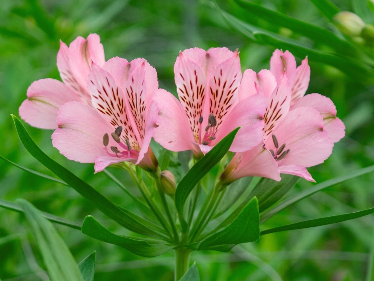 Top Könst Alstroemeria Novelties That’ll Be Taking Over 2023