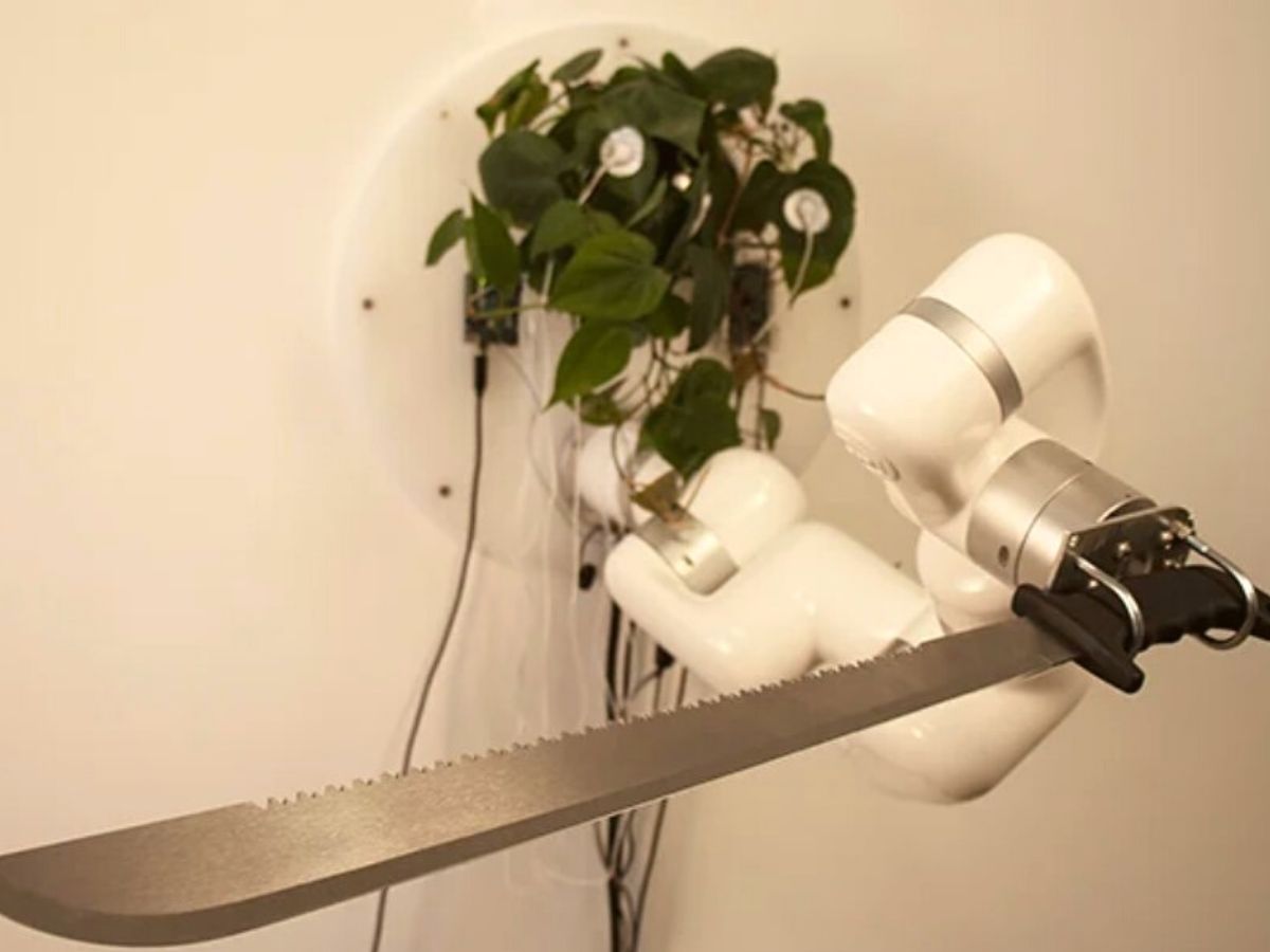 David Bowen created a living plant robot machine that controls the machete on Thursd