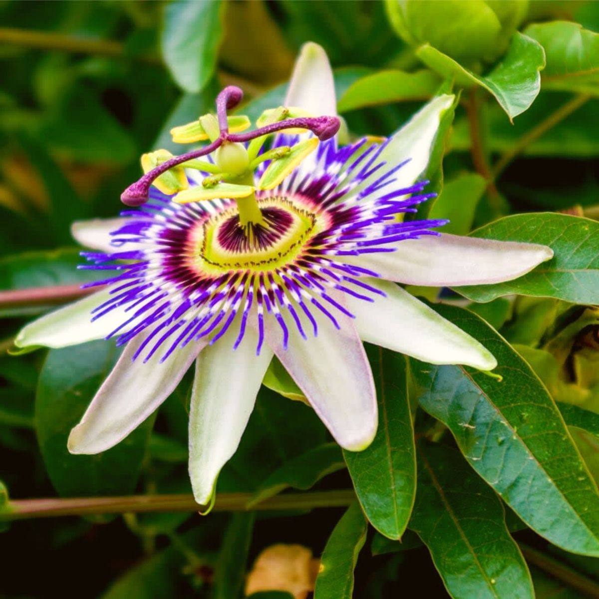 Passiflora Caerulea - The Complete Care Guide and Religious Meaning - Ar…