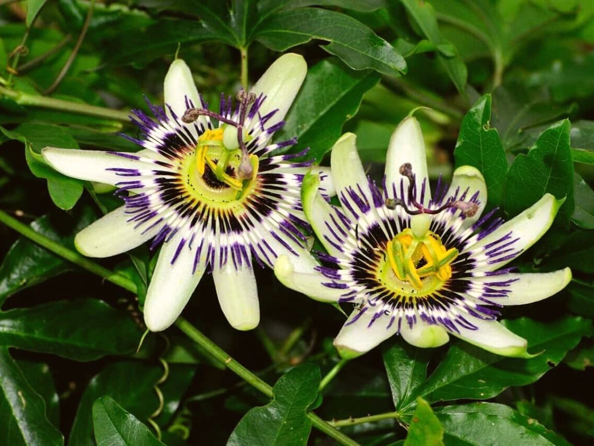 South American native Passiflora Caerulea plants.