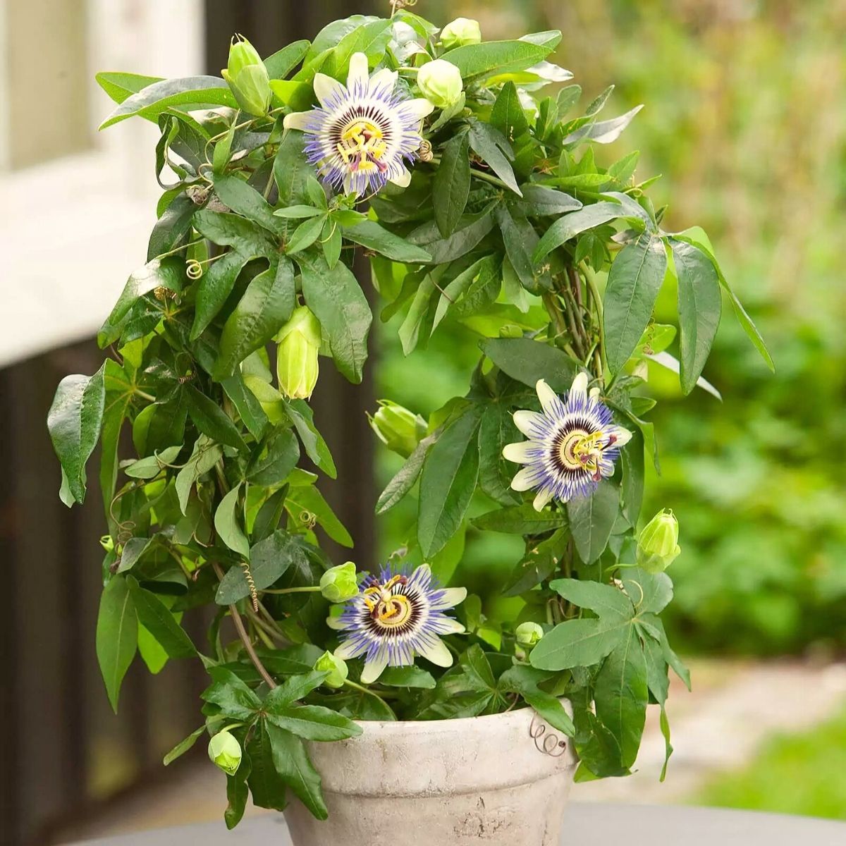 Passiflora Caerulea thrives under correct light and sun conditions. 