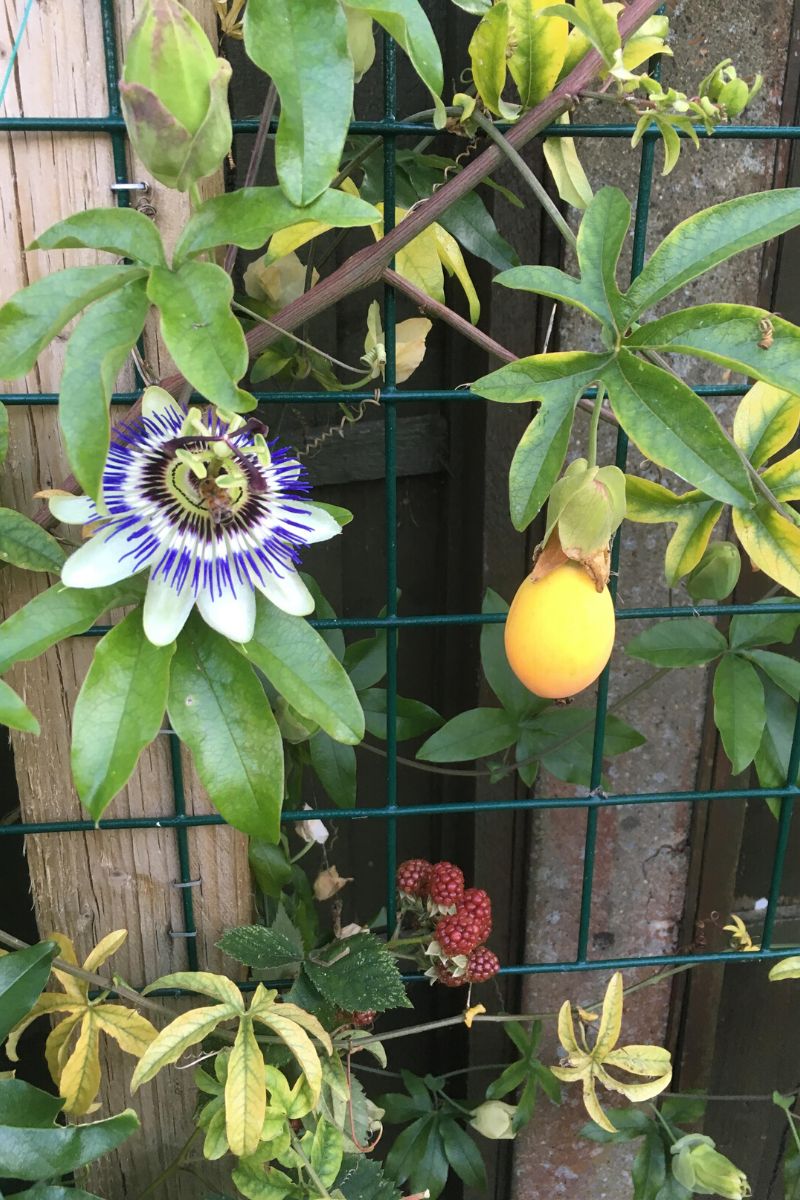 Planting tips for best passiflora caerulea results on Thursd