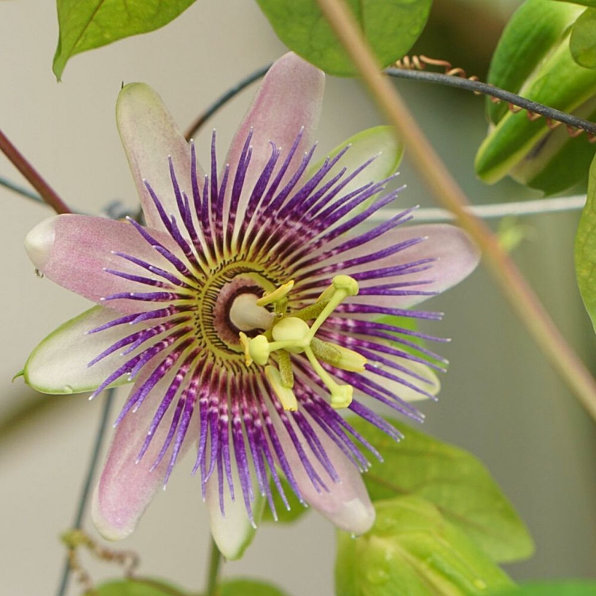 Growing Passiflora Caerulea indoors