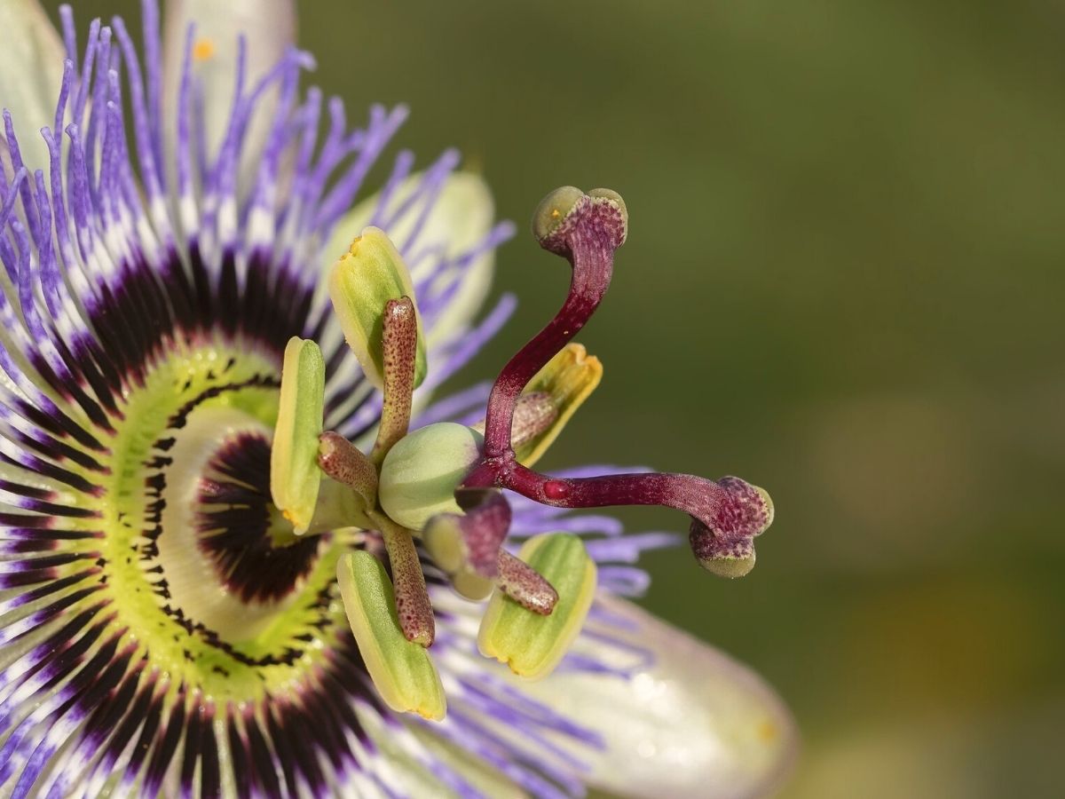 Passiflora caerulea has a religious symbolism behind it on Thursd