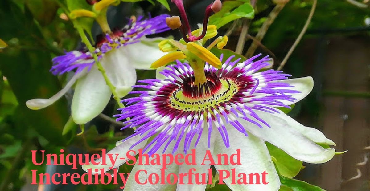 Passiflora Caerulea Care Guide Growing the Passion Flower Thursd
