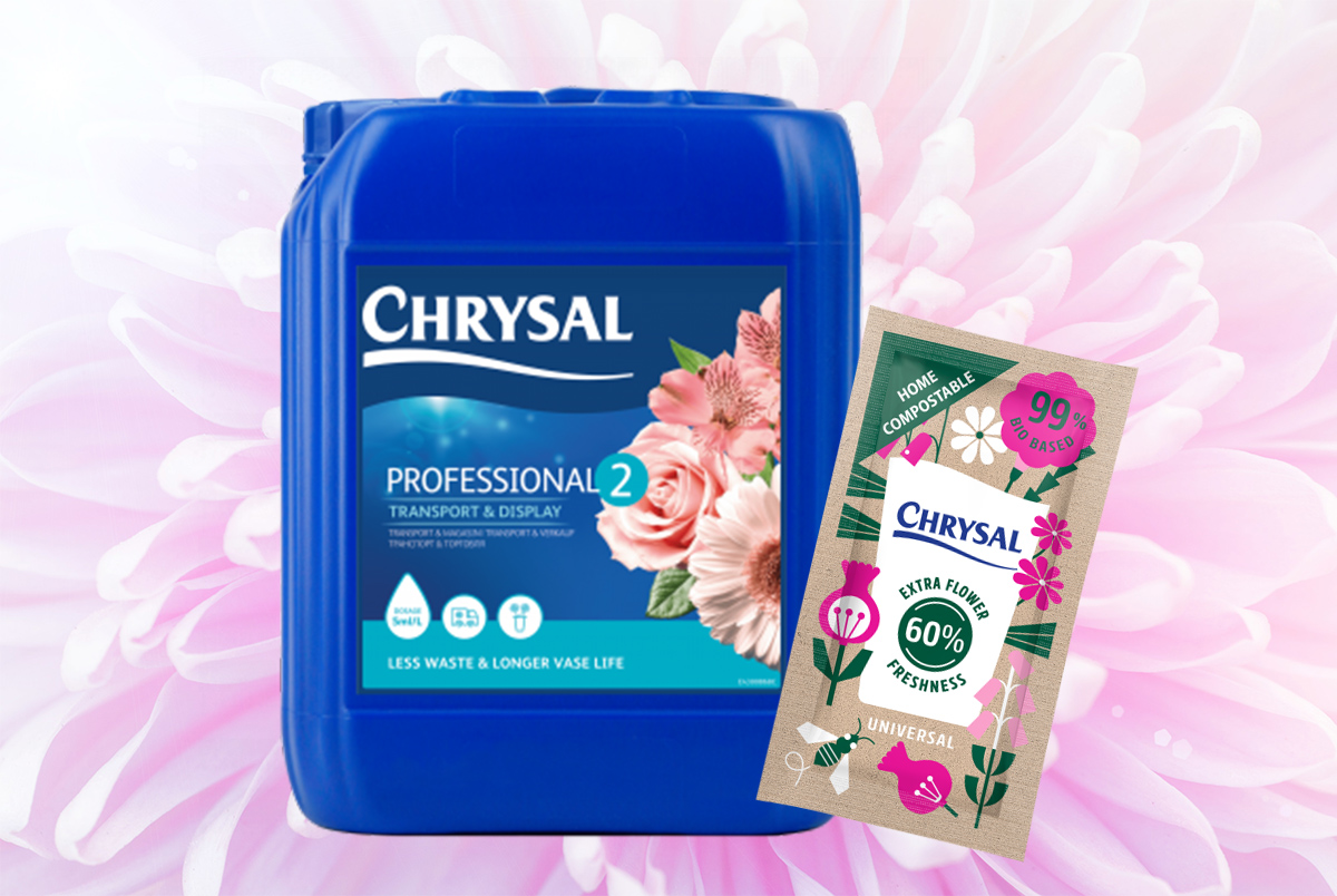Chrysal flower food for Chrysanthemum on Thursd