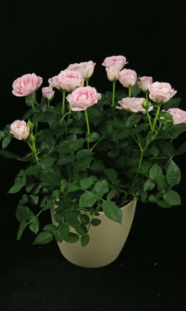 Light Pink Pot Rose