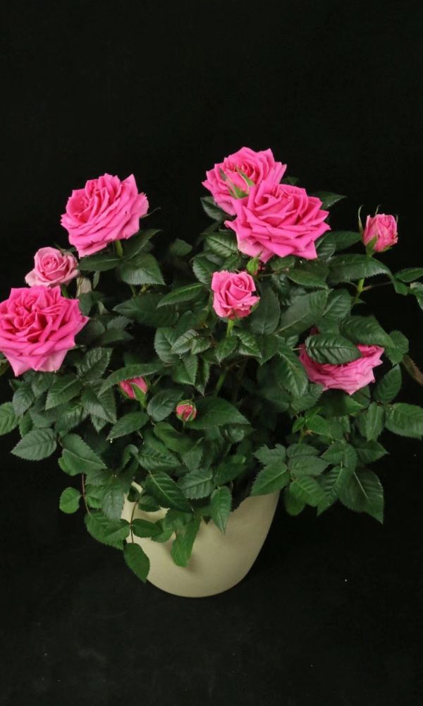 Dark Pink Pot Rose
