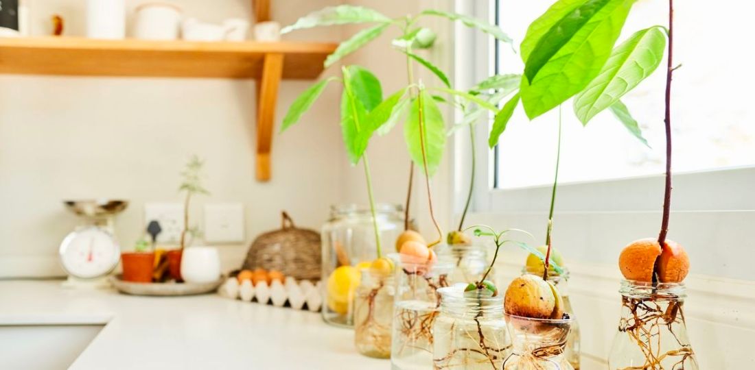 growing-an-avocado-indoors-the-dos-and-donts-to-have-in-mind-featured