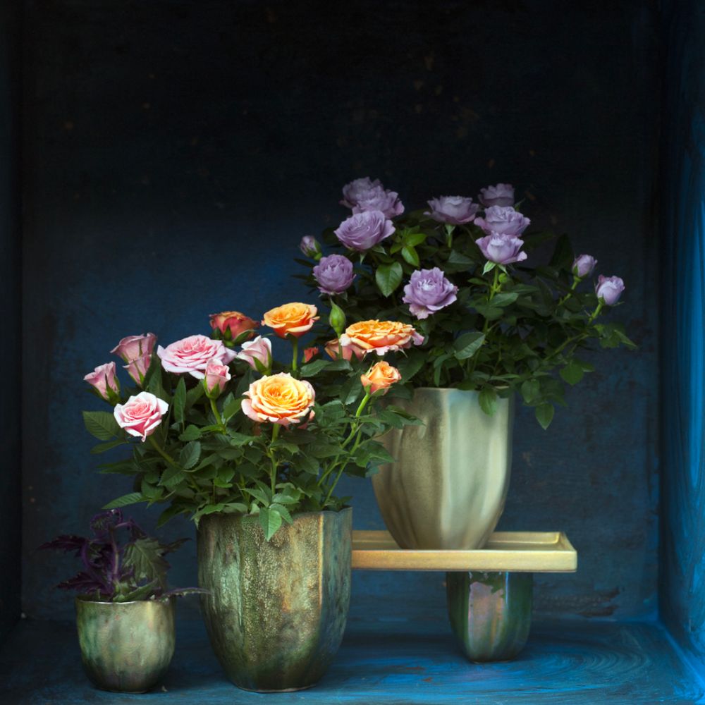 the-world-of-pot-roses-featured