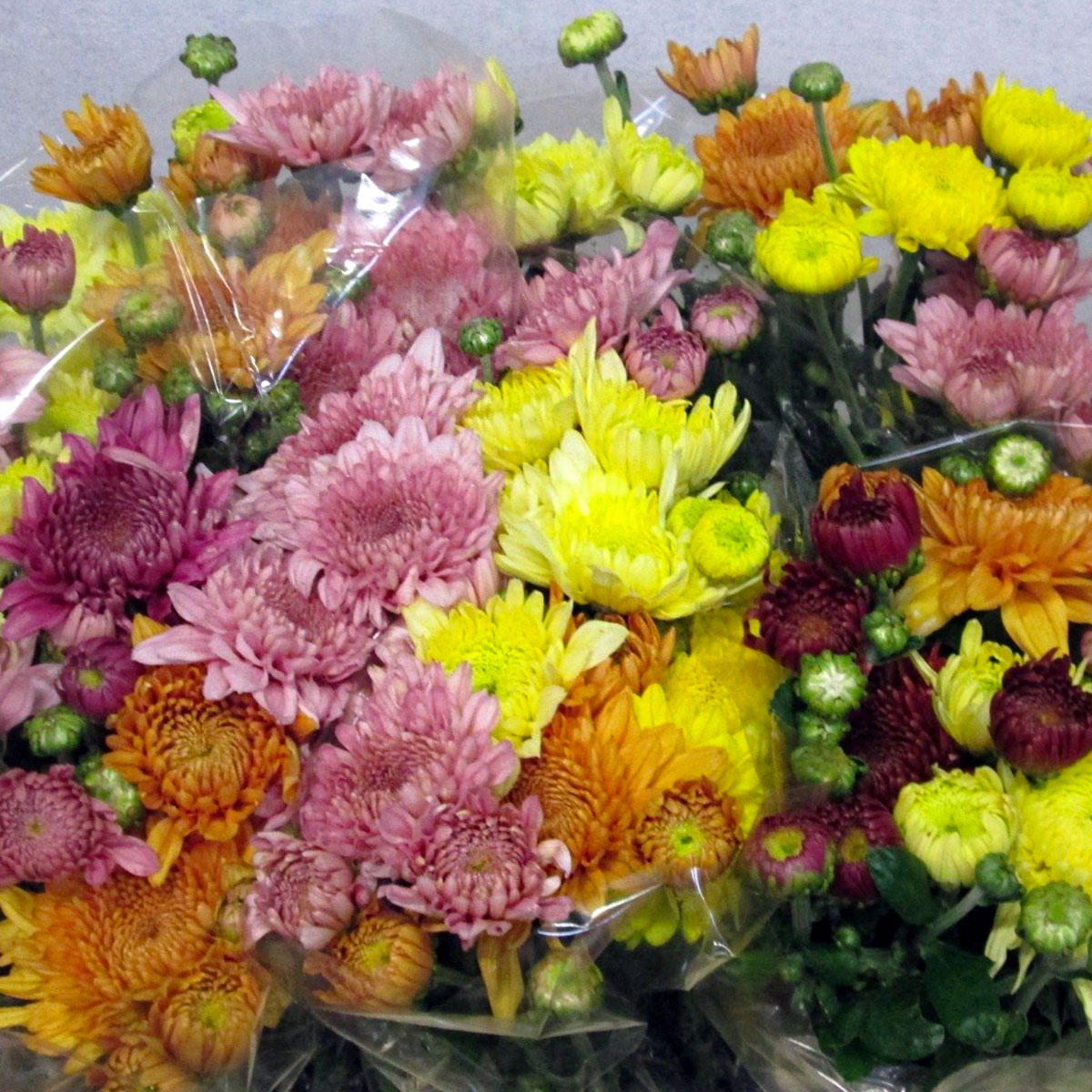 These Are Chrysal’s Best Tips on How to Care for Chrysanthemums and Wa...