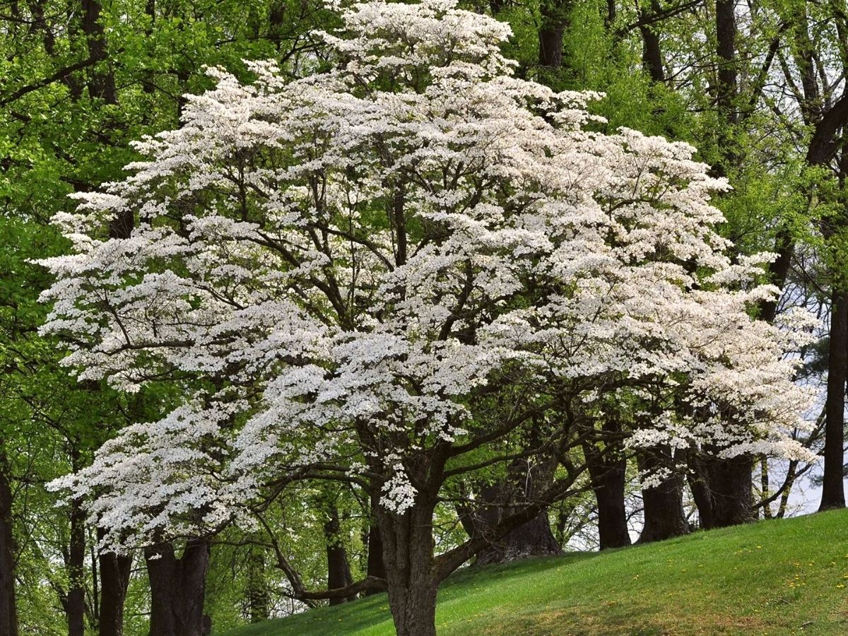 Flowering white dogwood tree on Thursd