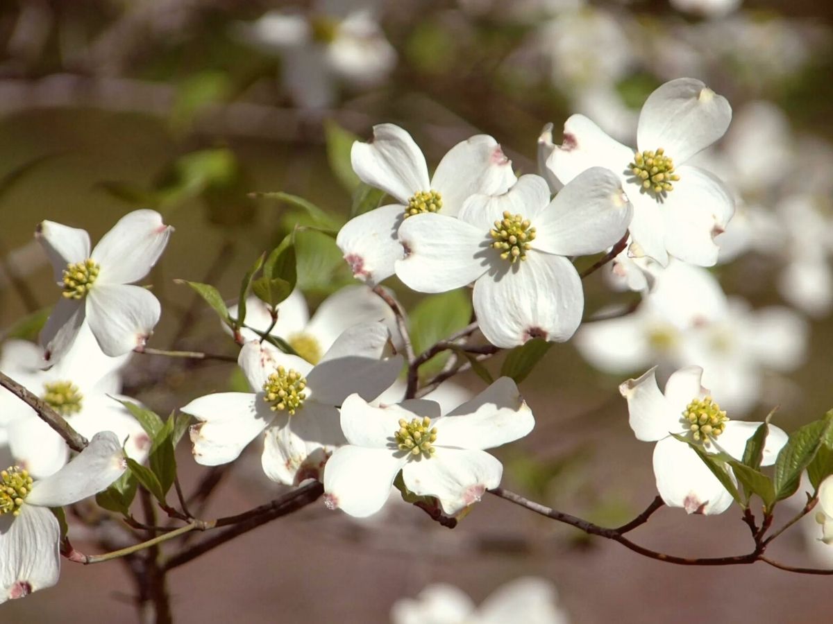 Dogwood tree blooming flowers on Thursd