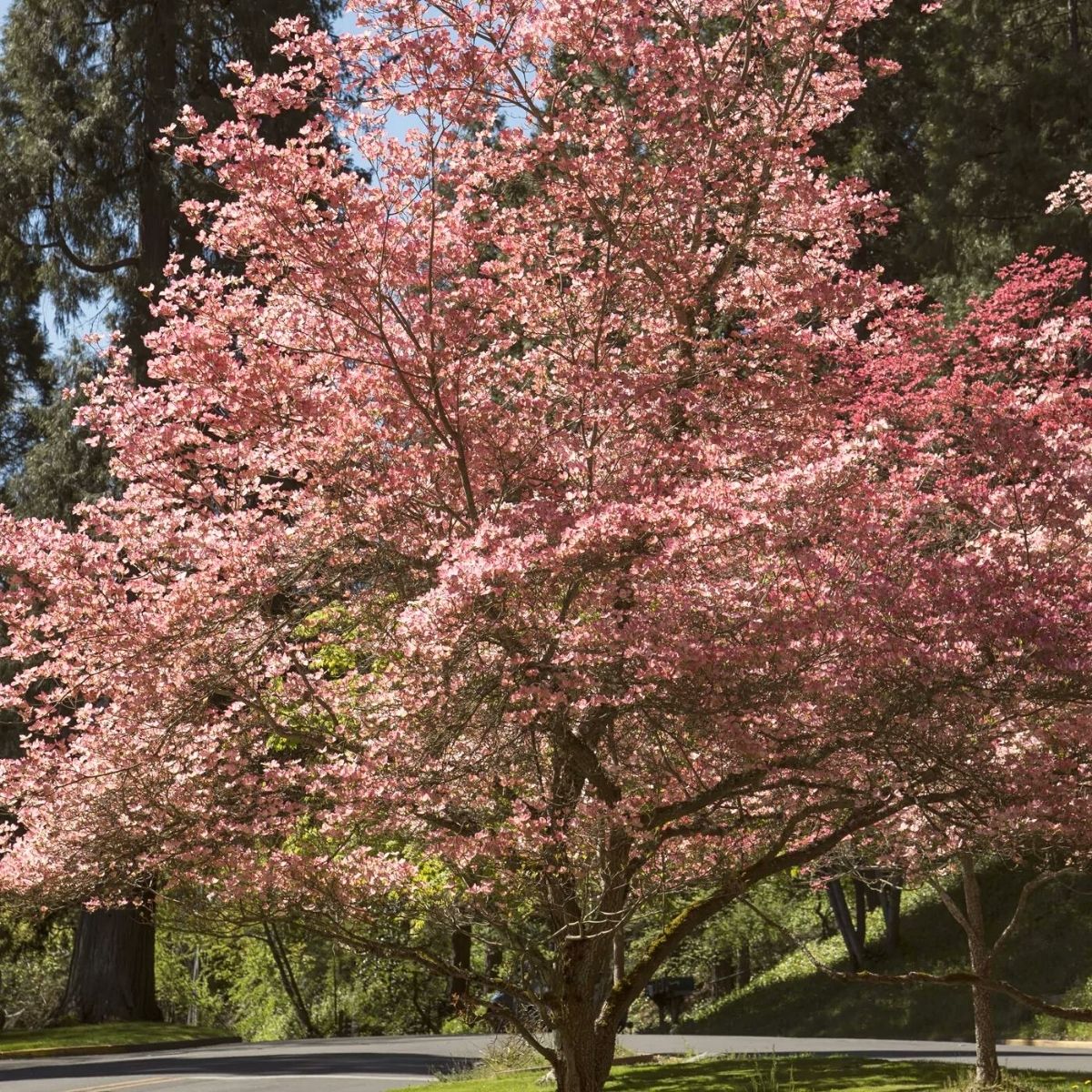 Pink flowering dogwood tree on Thursd