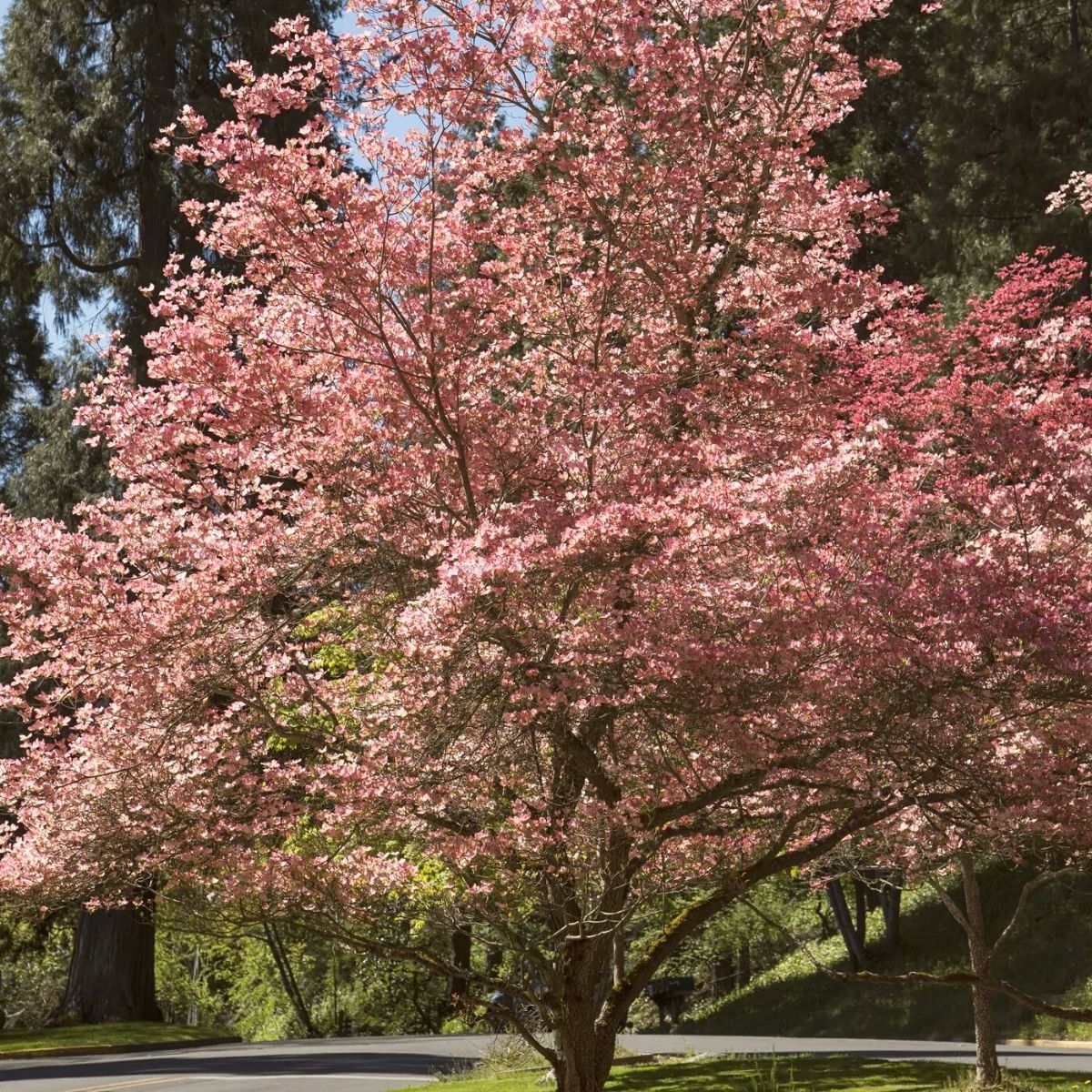 Guide to Dogwood Trees Aka Dog Tree and How to Care for Themq