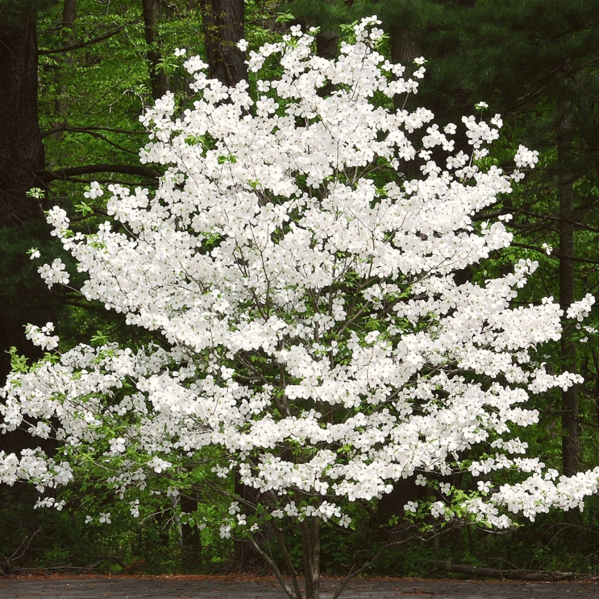 Cherokee princess white dogwood tree on Thursd