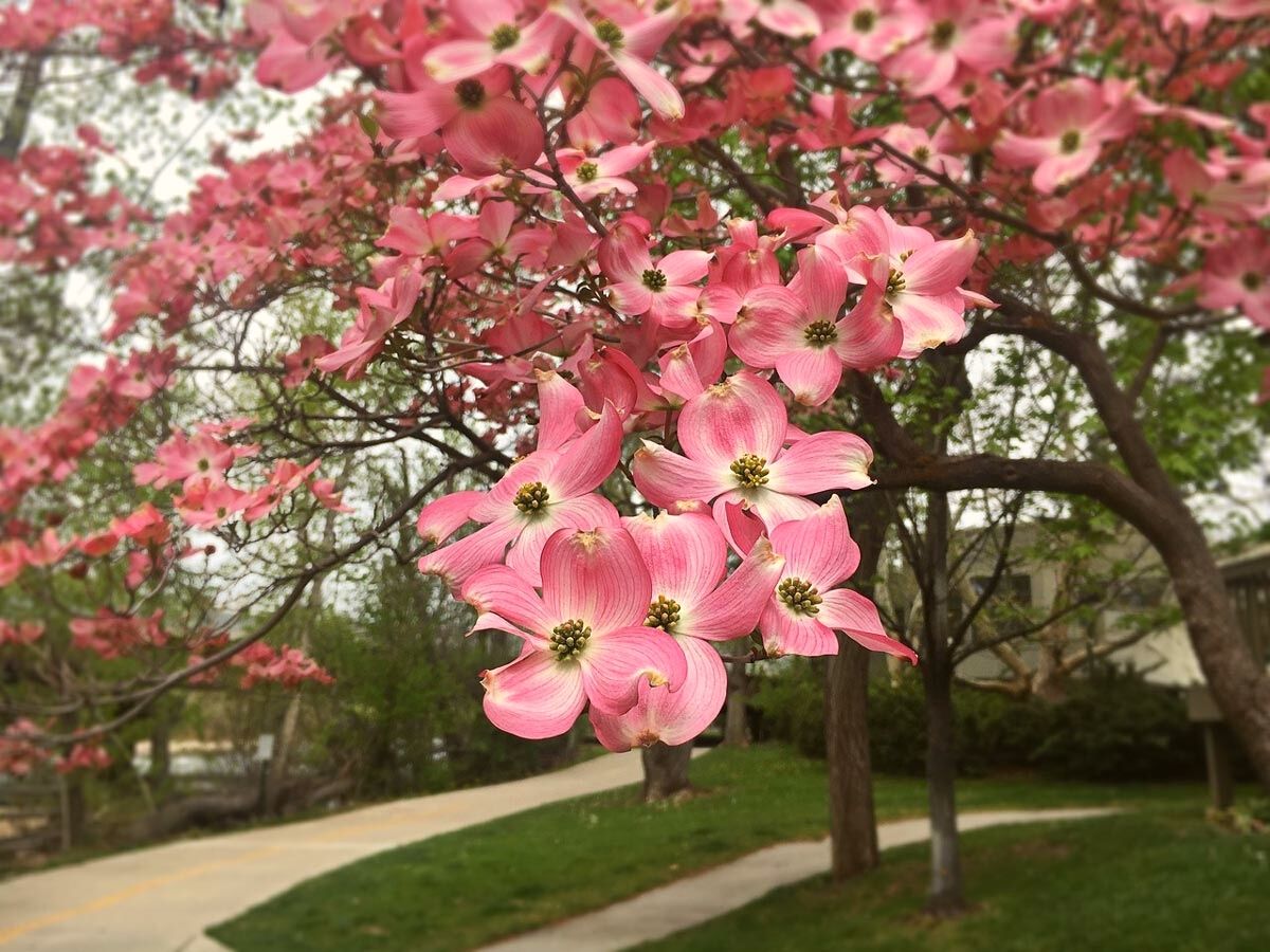 Cherokee Brave dogwood tree on Thursd