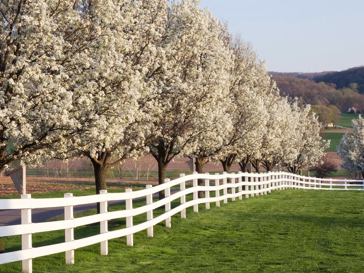 Flowering white dogwood tree on Thursd